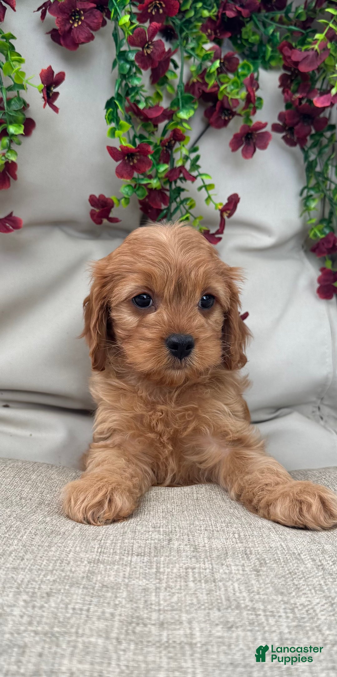 Cavapoo dogs for sale: Jasper - Ad 3