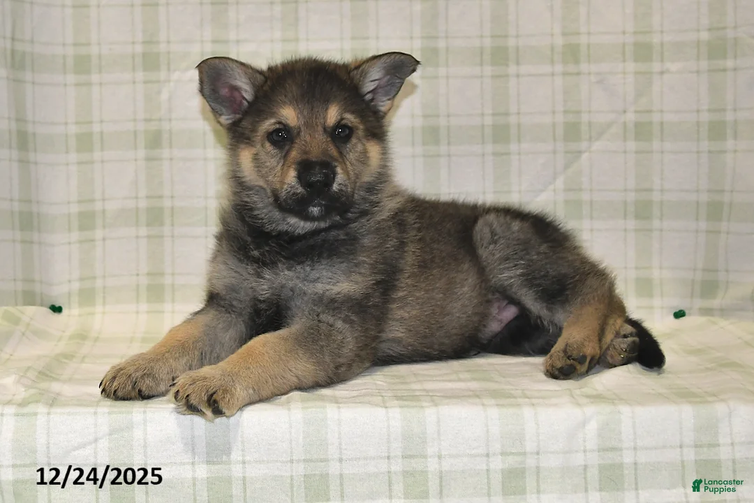 German Shepherd dogs for sale: Mason - Ad 9