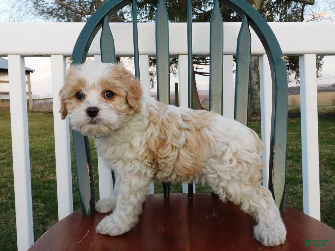 Cavachon dogs for sale: Pringle  - Ad 6