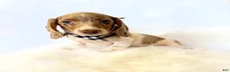 Miniature Dachshund dogs for sale: AKC Woody - Ad 9