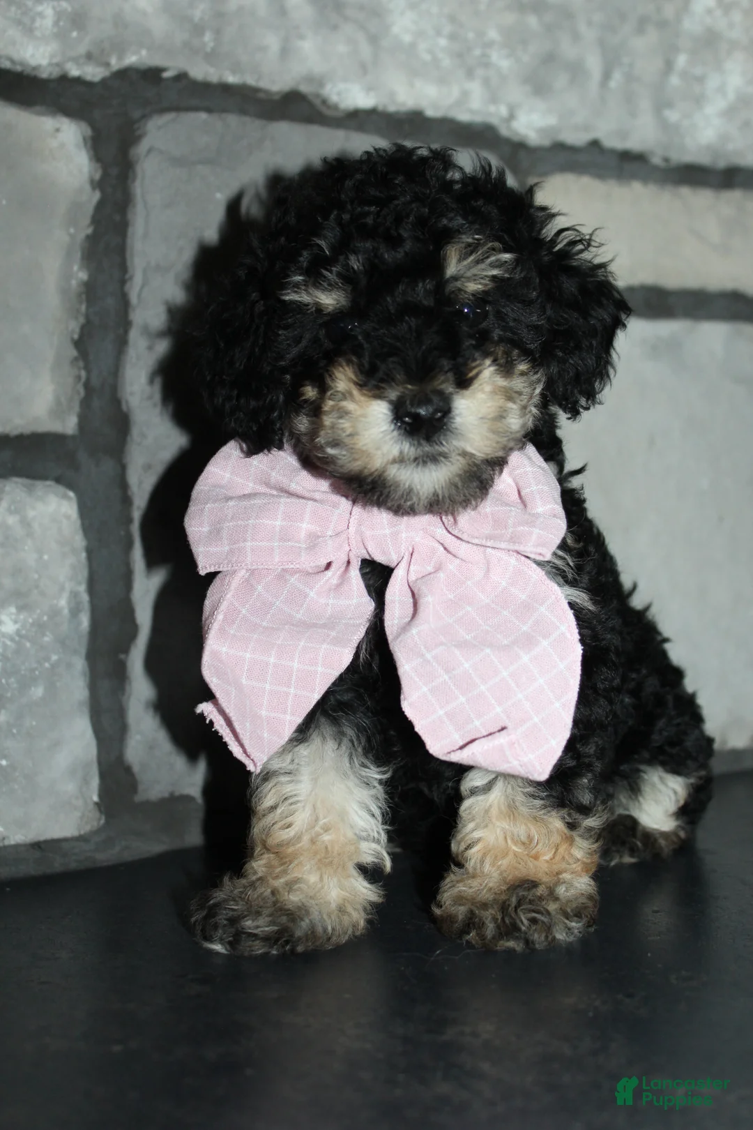 Miniature Poodle dogs for sale: AKC Lily - Ad 1