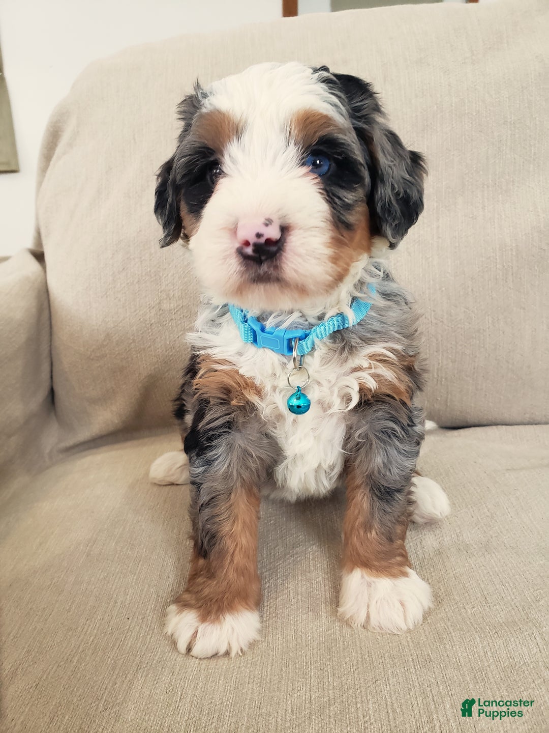 Mini Bernedoodle dogs for sale: Axel - Ad 4