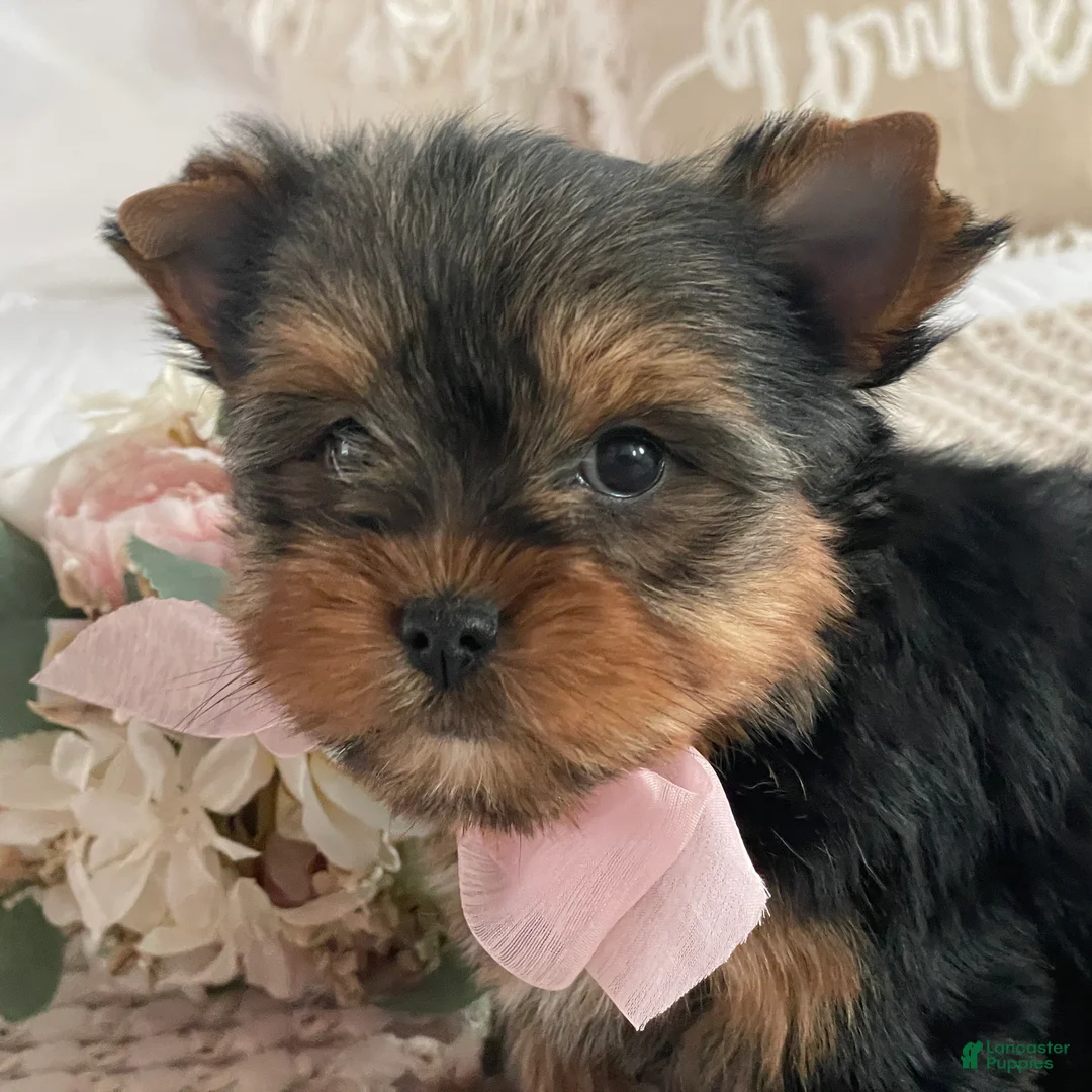 Yorkshire Terrier dogs for sale: Nita - Ad 6