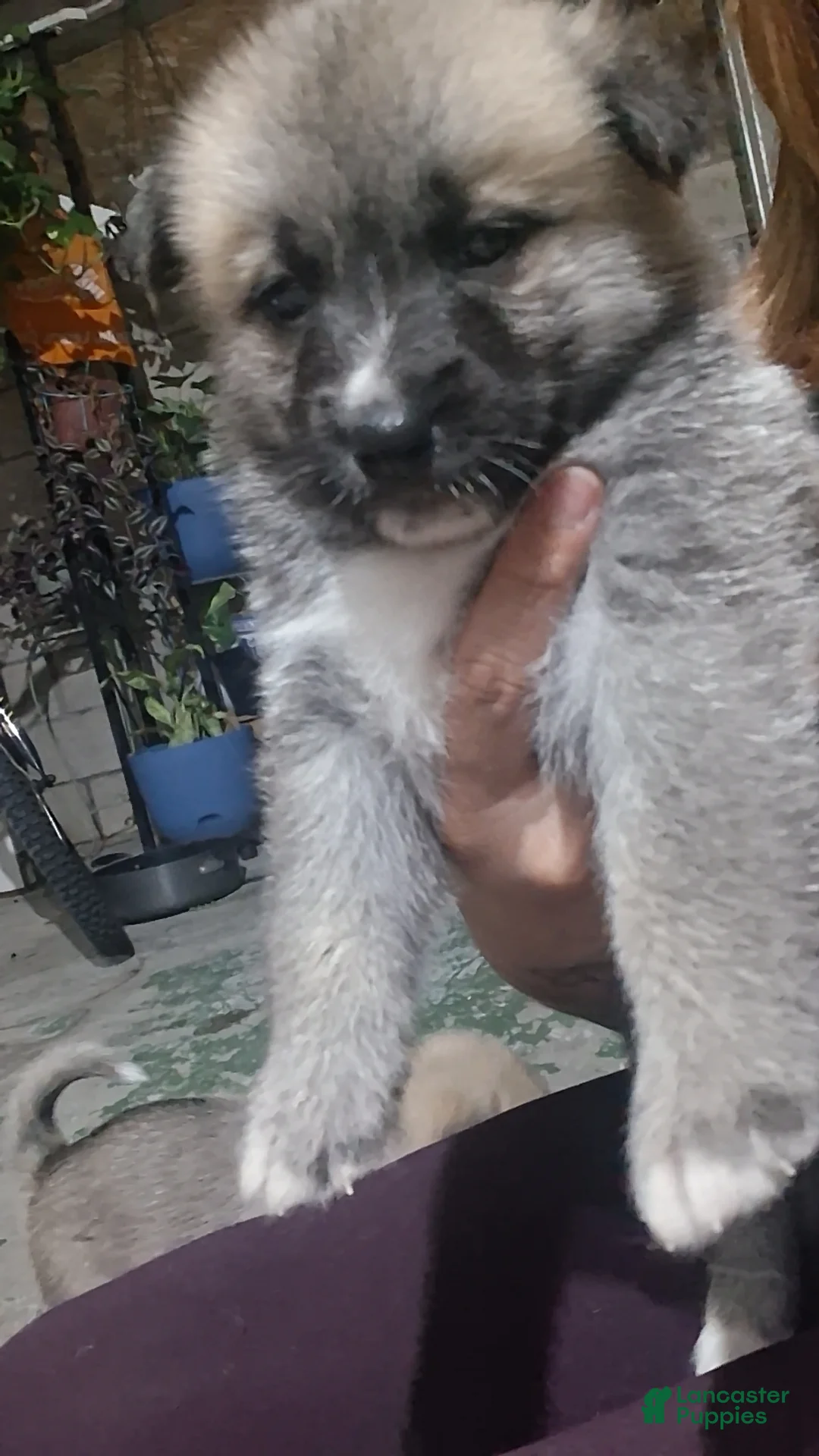 Mixed Breed dogs for sale: Mixed Breed Puppy 6 - Ad 1
