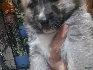 Mixed Breed dogs Mixed Breed Puppy 6 - Ad 9