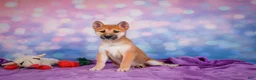 Shiba Inu dogs for sale: Luna - Ad 4