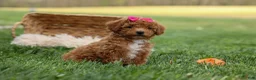Miniature Poodle dogs for sale: Zuzu - Ad 4