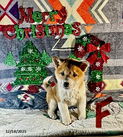 Shiba Inu dogs Amber - Ad 5