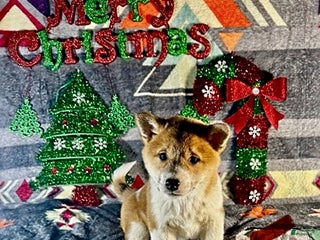 Shiba Inu dogs Amber - Ad 4