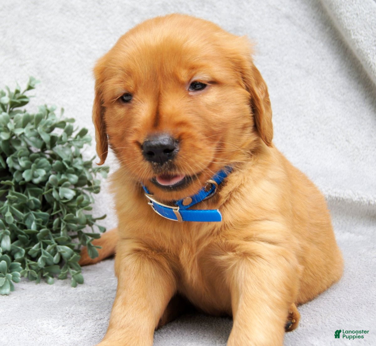 Golden Retriever dogs Princess - Ad 1