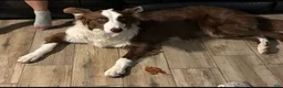 Mixed Breed dogs for sale: Mixed Breed 1 - Ad 3