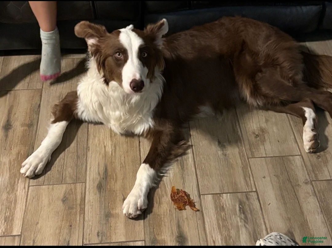 Mixed Breed dogs for sale: Mixed Breed 1 - Ad 3