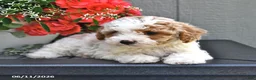 Miniature Poodle dogs for sale: Sapphire - Ad 3