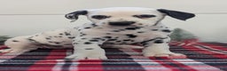 Dalmatian dogs for sale: Sadie - Ad 7