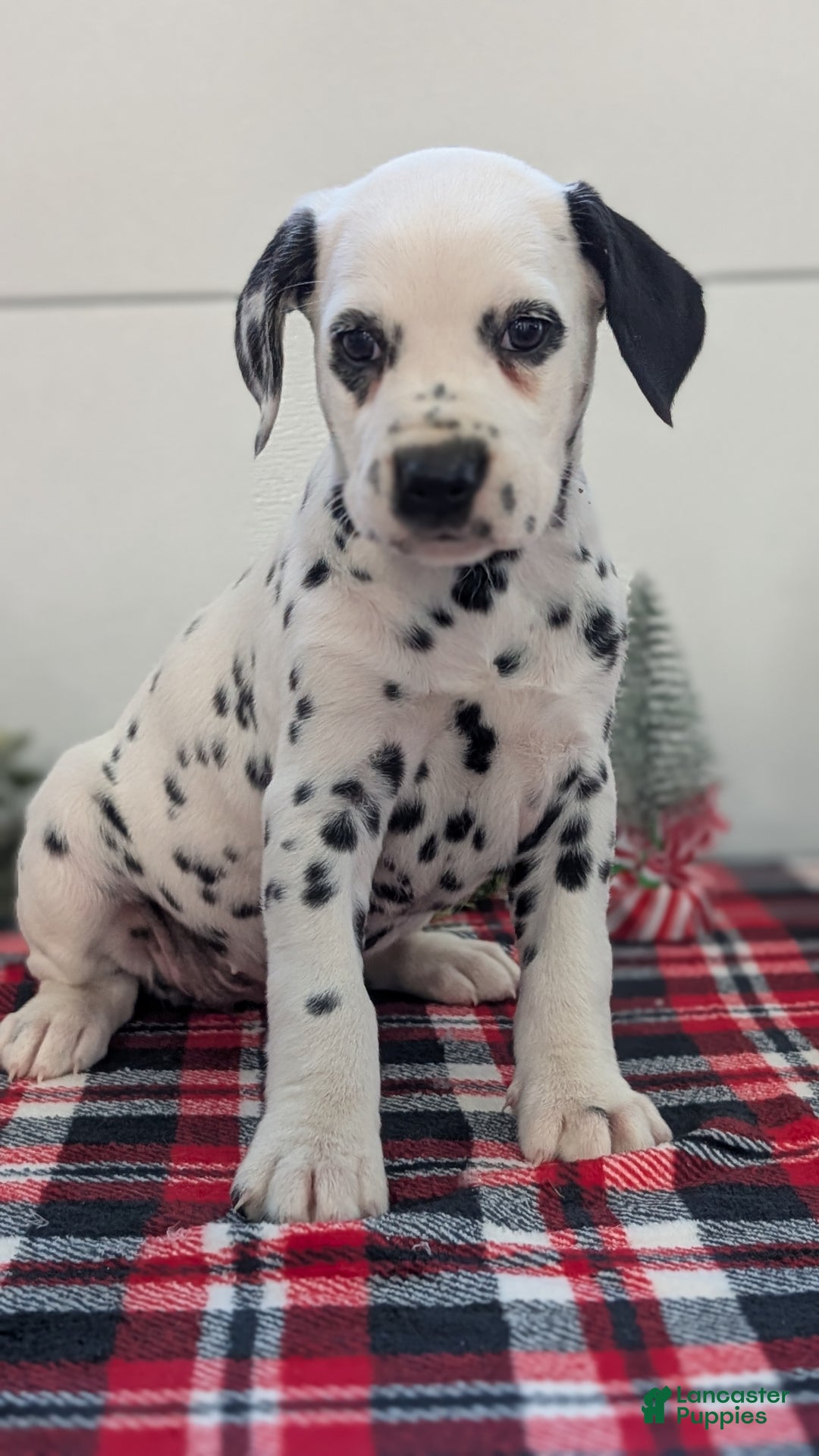Dalmatian dogs for sale: Sadie - Ad 7