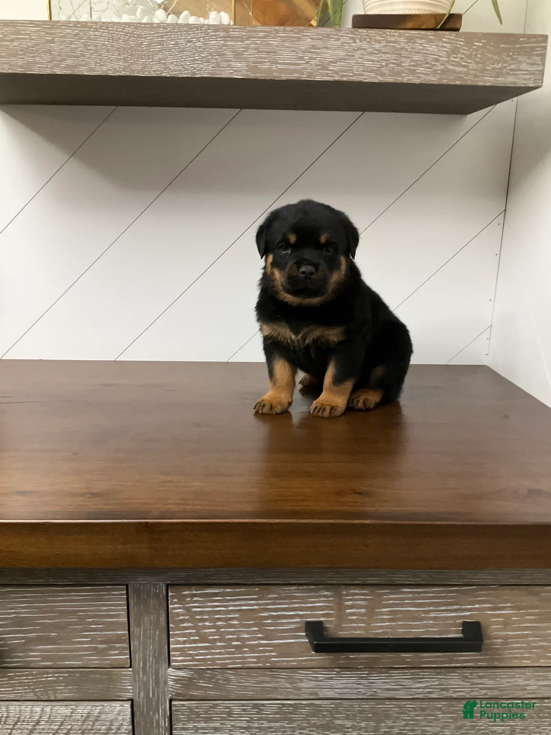 Rottweiler dogs for sale: Rottweiler Puppy 6 - Ad 5