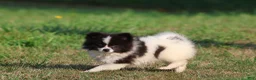 Pomeranian dogs for sale: Feather - Ad 3