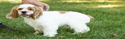 Cocker Spaniel dogs for sale: Freckles  - Ad 9