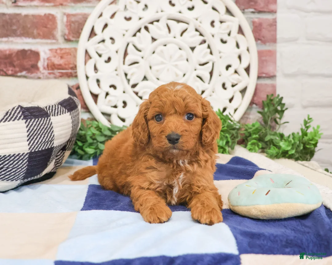 Cavapoo dogs for sale: Donut - Ad 1