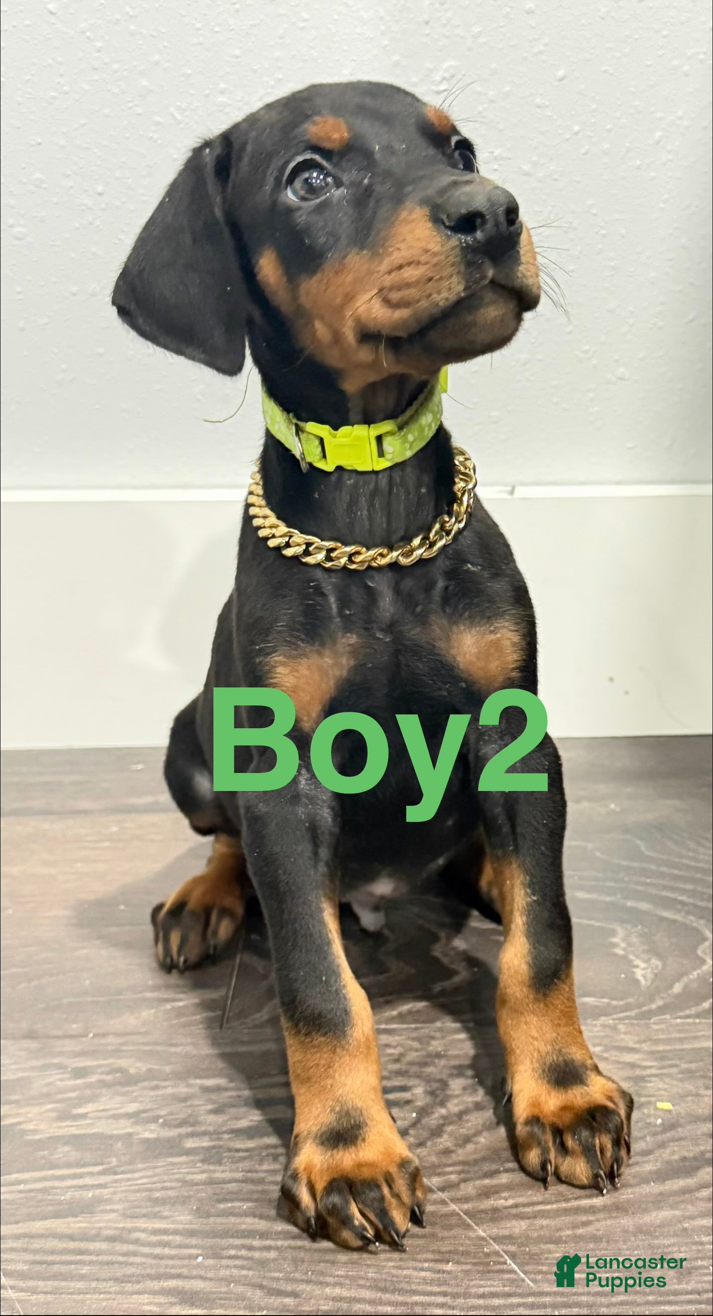 Doberman Pinscher dogs Doberman Pinscher 2 - Ad 1