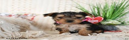 Yorkshire Terrier dogs for sale: Trooper - Ad 3