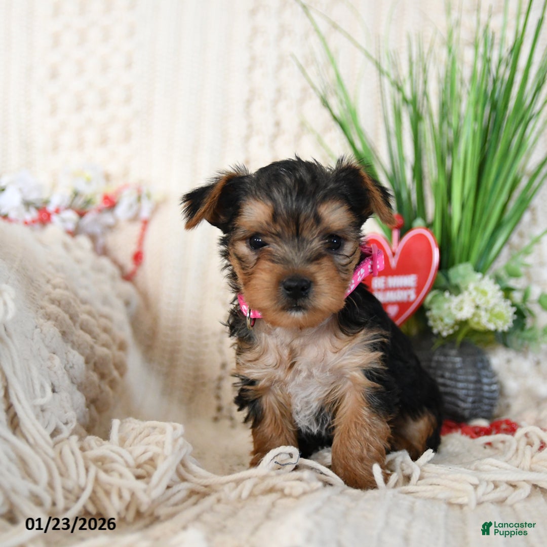 Yorkshire Terrier dogs for sale: Trooper - Ad 3