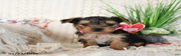 Yorkshire Terrier dogs for sale: Scout - Ad 14