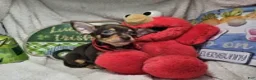 Chihuahua dogs for sale: Wolfgang Amado - Ad 5