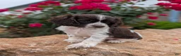 Cocker Spaniel dogs for sale: Annie  - Ad 3