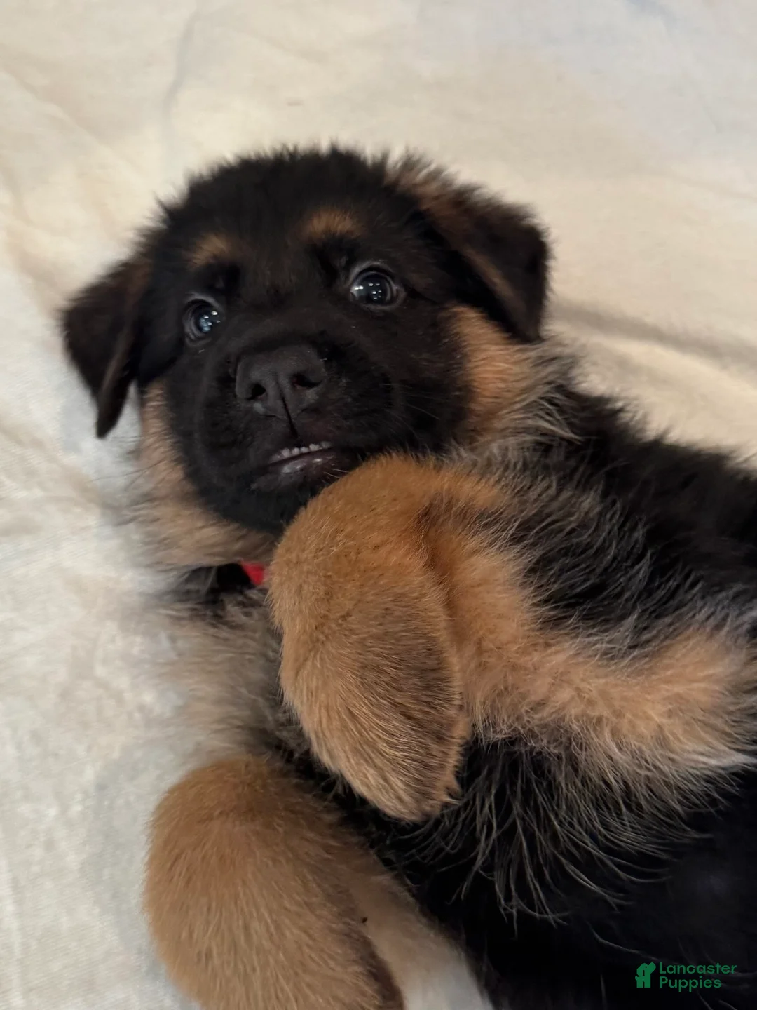 German Shepherd dogs for sale: German Shepherd Puppy 3 - Ad 3