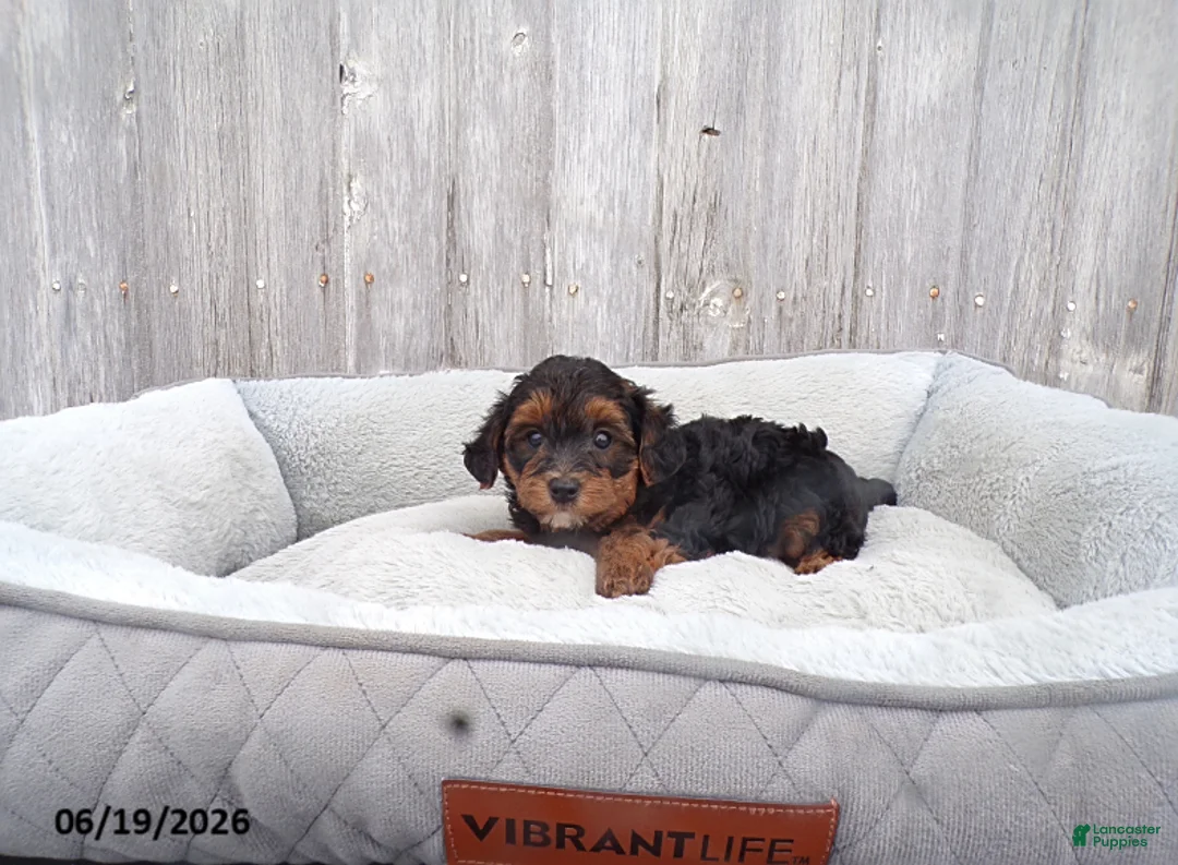 Yorkiepoo dogs for sale: Oscar - Ad 2