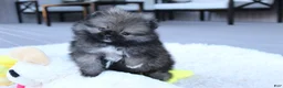 Pomeranian dogs for sale: Teacup Theo - Ad 5