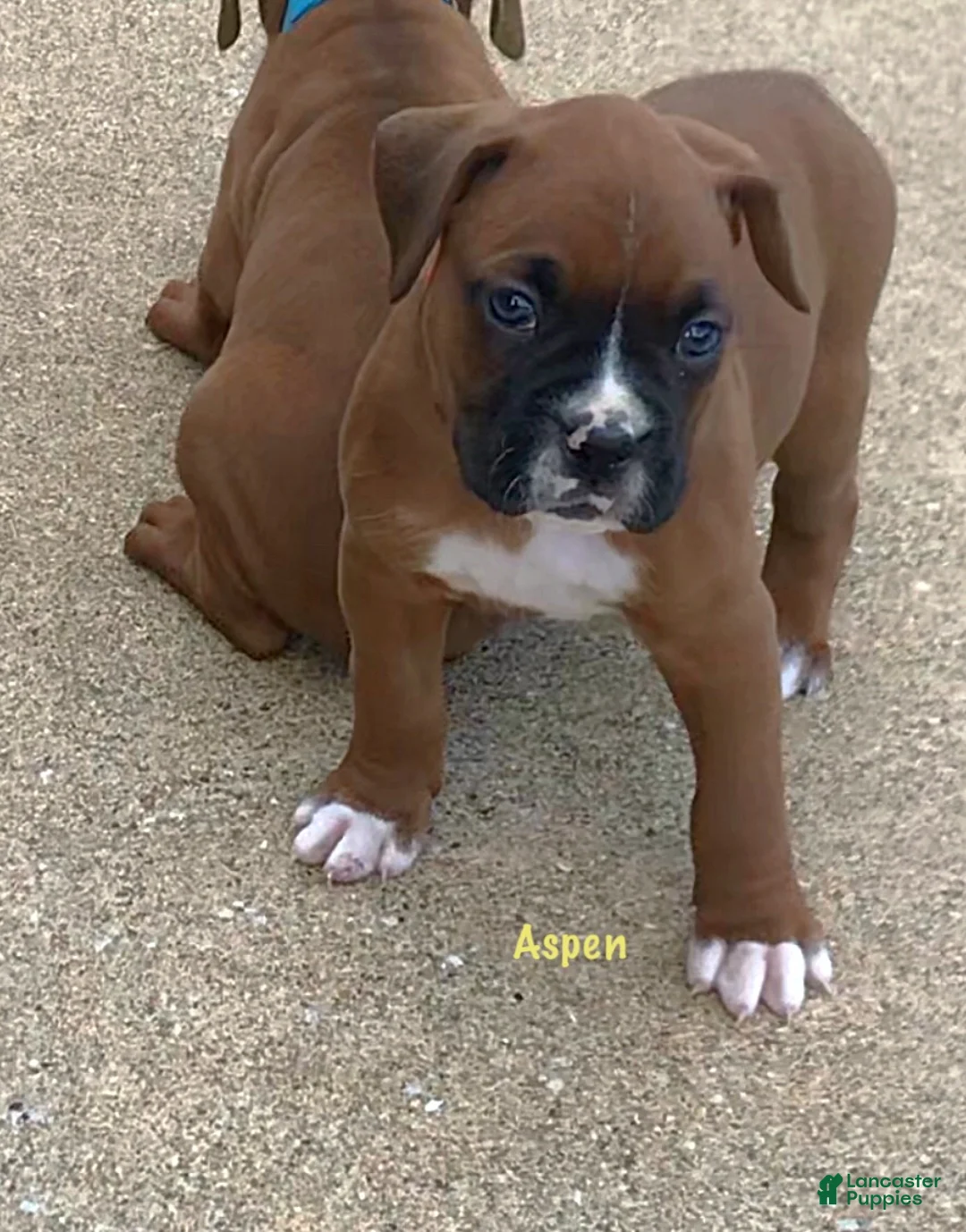 Boxer dogs for sale: Aspen Puppy 1 - Ad 2