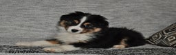 Miniature Australian Shepherd dogs for sale: Buttons - Ad 9
