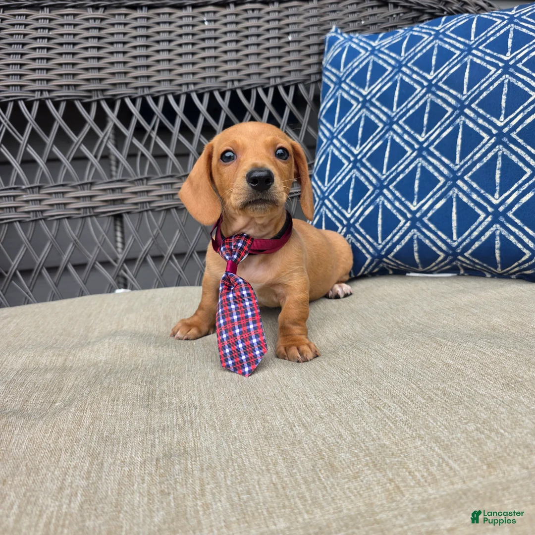Miniature Dachshund dogs for sale: Black boy  - Ad 2