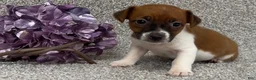 Jack Russell Terrier dogs for sale: Vicky - Ad 3