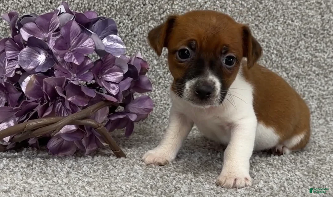 Jack Russell Terrier dogs for sale: Vicky - Ad 3