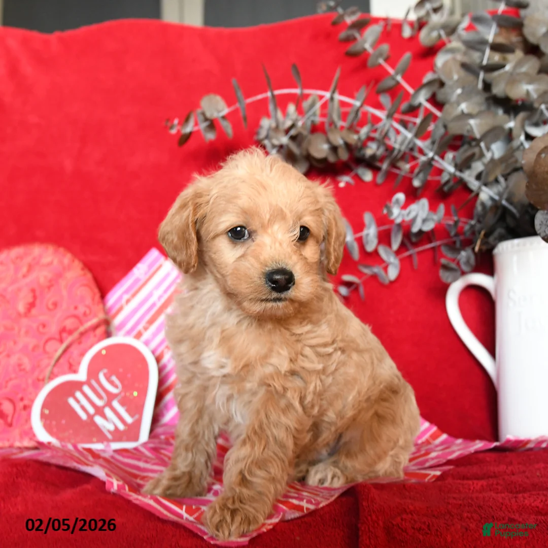 Yorkiepoo dogs for sale: Casper - Ad 1