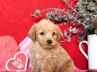 Yorkiepoo dogs Casper - Ad 6