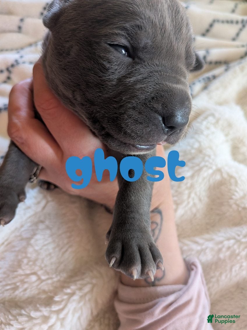 Mixed Breed dogs Ghost - Ad 1