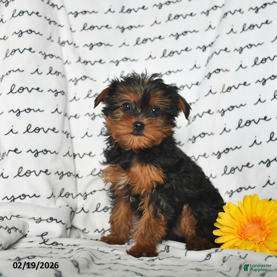 Yorkiepoo dogs Rainbow - Ad 2