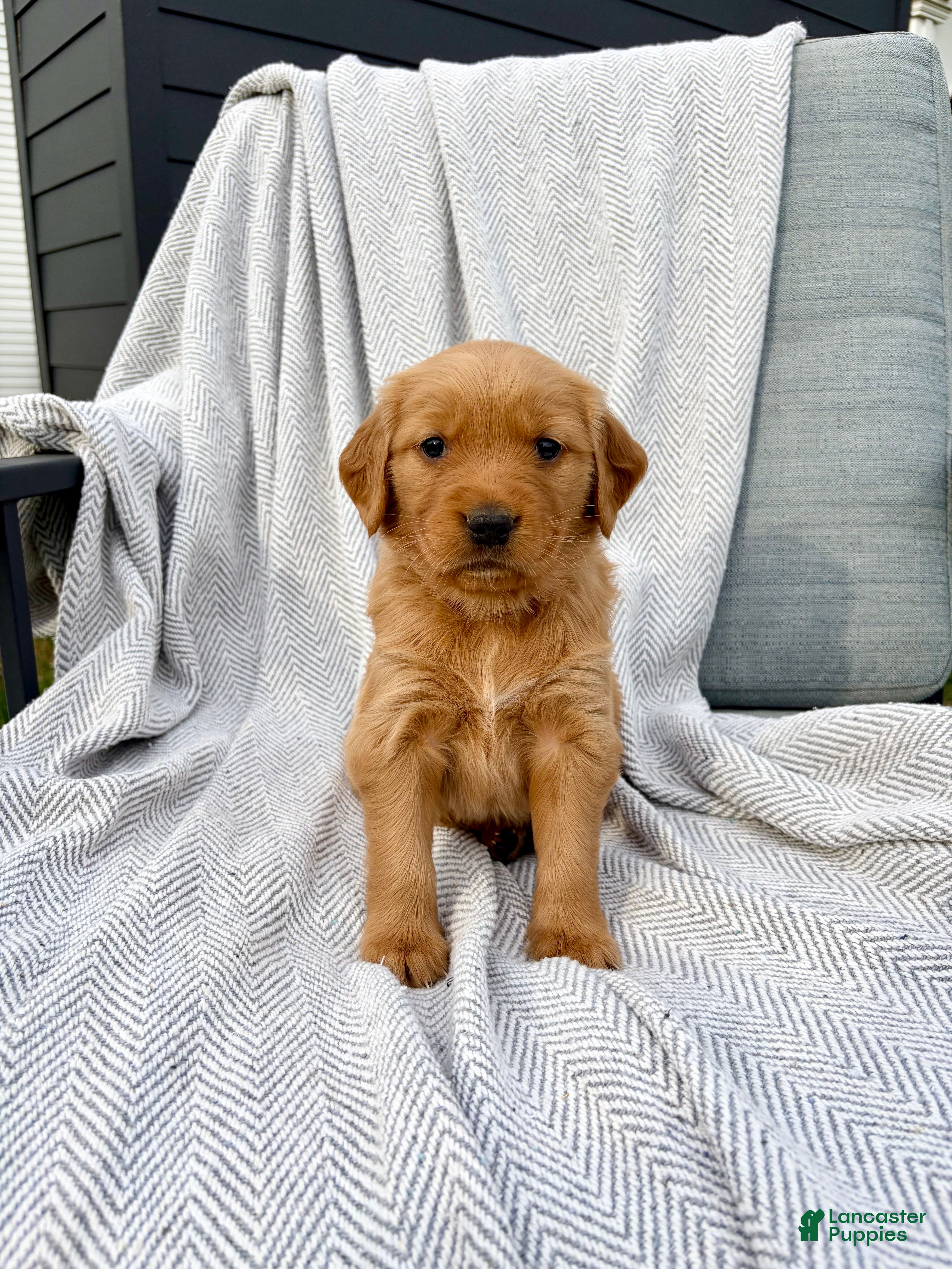 Golden Retriever dogs for sale: Shasta (tan collar) - Ad 2