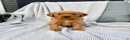 Golden Retriever dogs for sale: Shasta (tan collar) - Ad 2