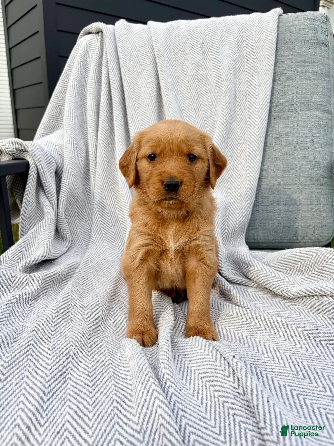 Golden Retriever dogs for sale: Shasta (tan collar) - Ad 2