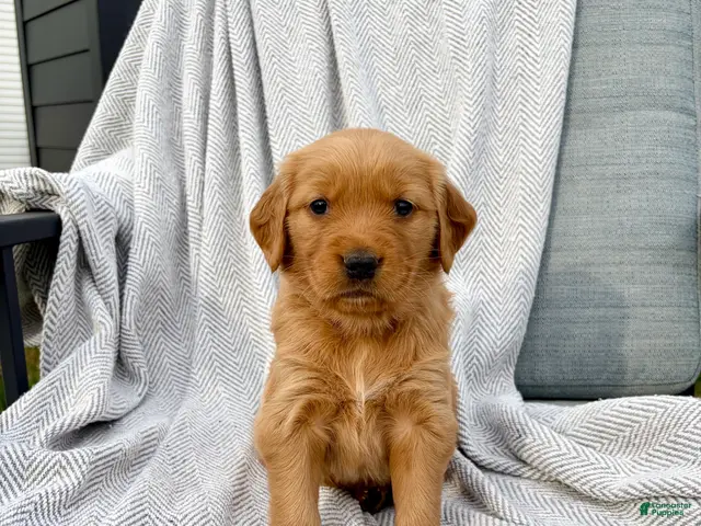 Golden Retriever dogs for sale: Shasta (tan collar) - Ad 2