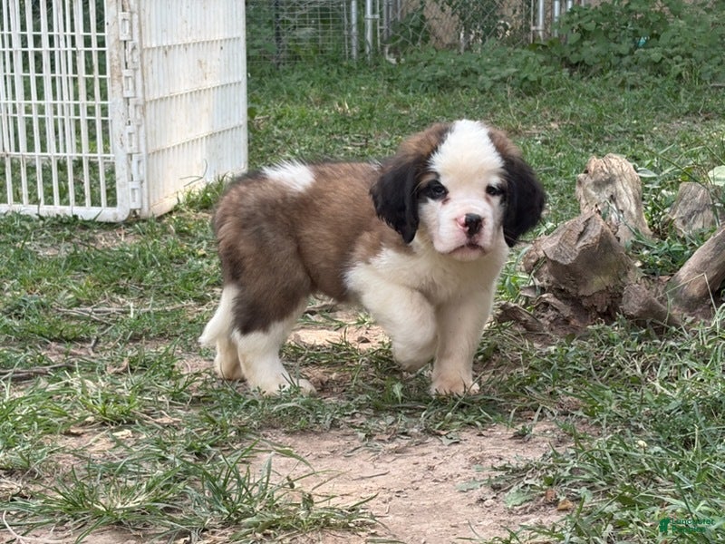 Saint Bernard dogs Cardinal - Ad 27