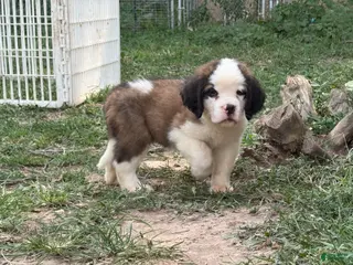 Saint Bernard dogs Cardinal - Ad 27