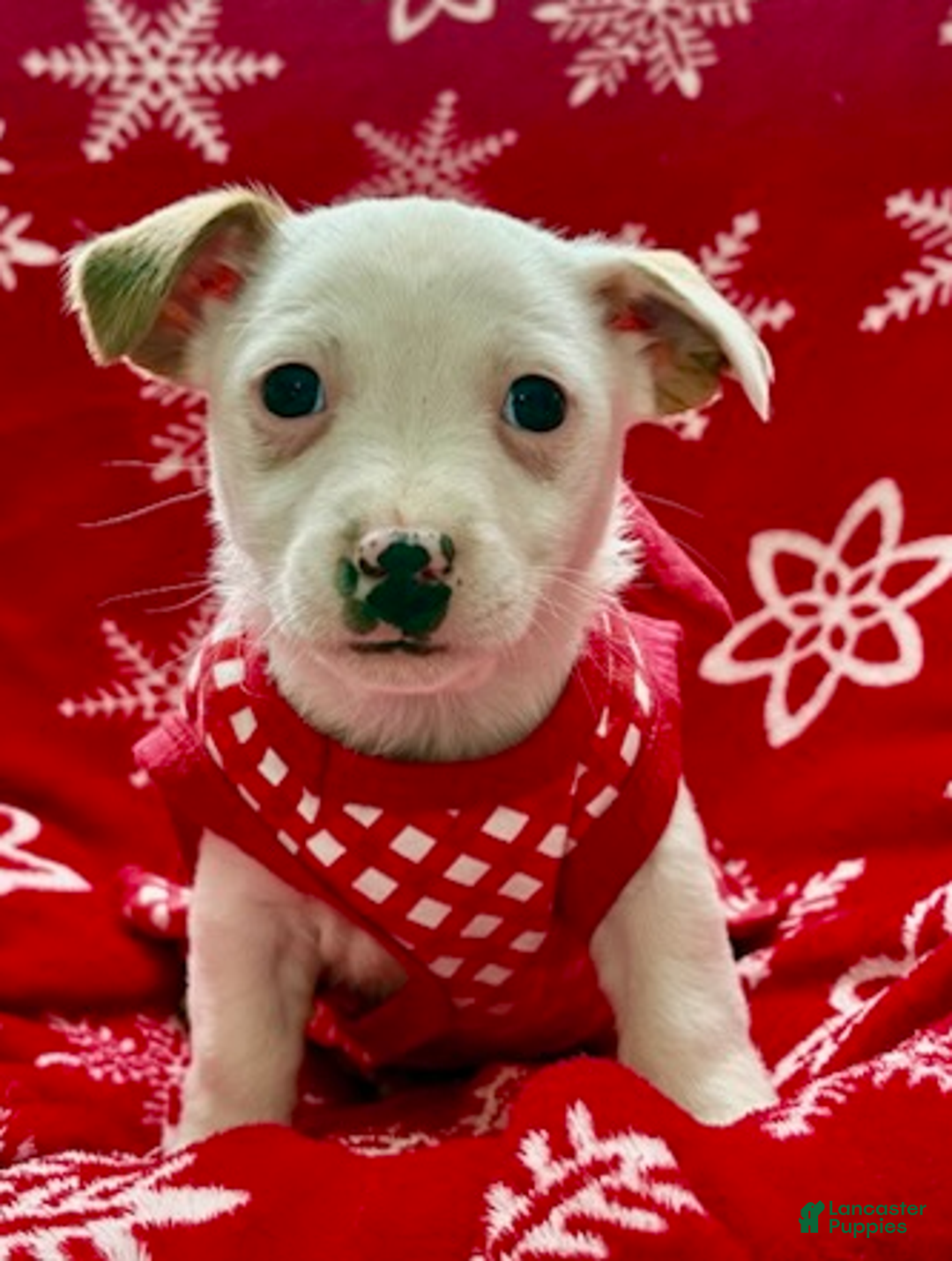 Jack Russell Terrier dogs for sale: Iris - Ad 2