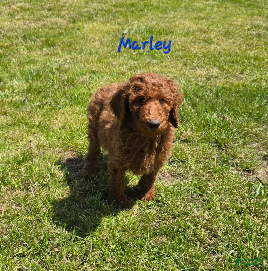 Goldendoodle dogs for sale: Goldendoodle Puppy 4 - Ad 2