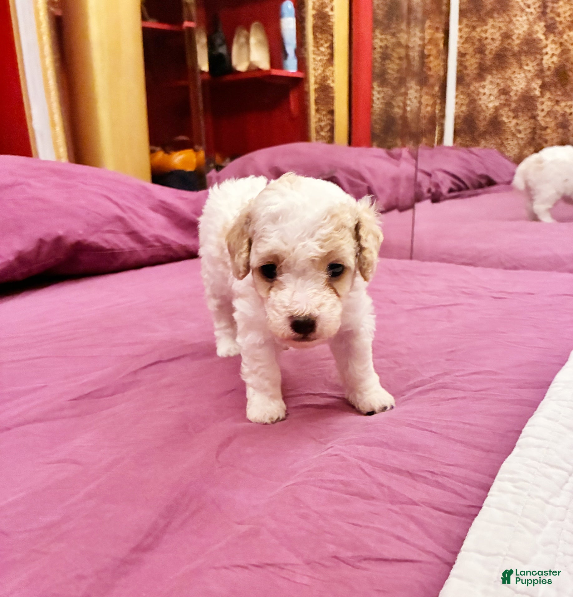 Toy Poodle dogs CHEPHREN TUT Teacup Toy Poodle  - Ad 12